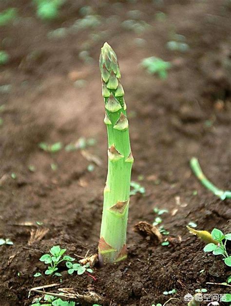 蘆筍種植深度|在家如何種植蘆筍 – 小耕園